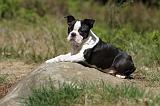 BOSTON TERRIER 235